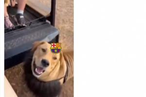 极致嘲讽！马竞官方晒视频讽刺巴萨，雄狮？其实是带头套的狗！